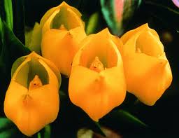 The venus of willendorf is a perfect example of this. Venus Orchid Essence Phi Essences