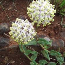 Albens Asclepias Milkweed Plants