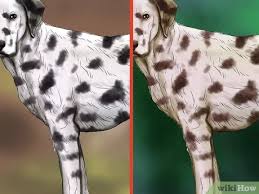 We did not find results for: 4 Ways To Identify A Dalmatian Wikihow
