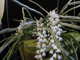 Image result for Microcoelia stolzii