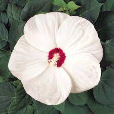 When you receive your hardy hibiscus plant from american meadows, it could look like a pot of soil with sticks. Perennial White Hibiscus Large Flowering Plants