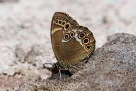 Image result for Lopinga achine