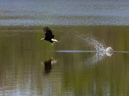 Joe Vale Photography