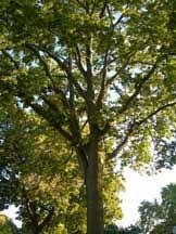 Maybe you would like to learn more about one of these? 10 Best Trees For Wisconsin Landscapes American Tree Experts
