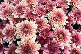 Chrysanthemum Flower Webmd Best Flower Wallpaper