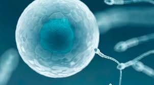 Fruchtbarkeit Steigern Beim Mann Vitamine Fur Manner Mit Kinderwunsch