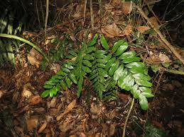 Image result for Lomariopsis