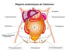 Sous quel muscle se trouve l'artère ulnaire ? Fosse Iliaque Droite Gauche Anatomie Schema Douleurs