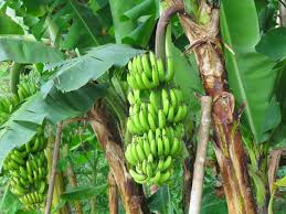 Maybe you would like to learn more about one of these? 8 Cara Merawat Pohon Pisang Supaya Berbuah Lebat Dan Besar Toko Tanaman