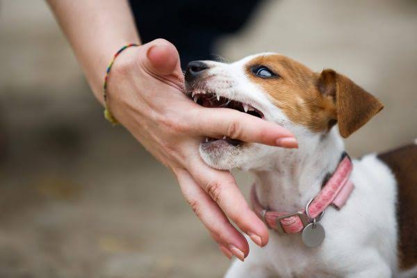 Nằm mơ thấy ch&oacute; cắn v&agrave;o tay b&aacute;o hiệu điềm g&igrave;? Con số may mắn