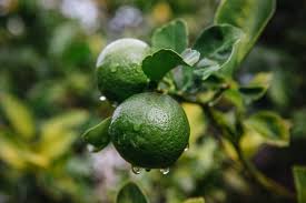 Today architectural digest brings you inside the lush home of hollywood star dakota johnson. How Long Do Limes Last Huge Guide Beezzly
