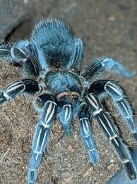 Image result for Pleopeltis  × simiana