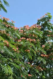 Image result for Albizia grandibracteata