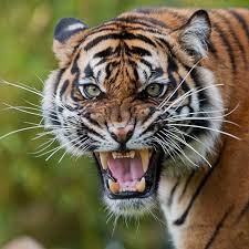 Angry Tiger Burgers Zoo Tiger Pictures Angry Animals Tiger Images