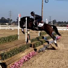 Profile for M. Young Equestrian