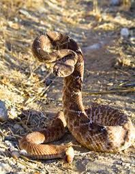 We did not find results for: Red Diamond Rattlesnake Bite