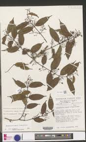 Image result for Landolphia incerta