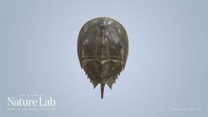 Risd Nature Lab Risdnaturelab Sketchfab