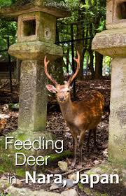 Check spelling or type a new query. Feeding Deer In Nara Japan Nara Japan Japan Nara