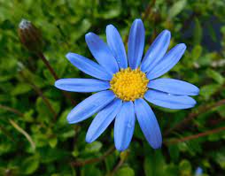 See more tips from the editors of gardenista. Felicia Blue Daisy Marguerite Daisy A To Z Flowers
