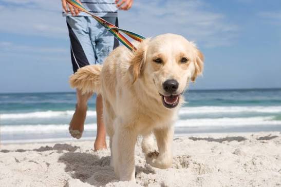 Health Benefits of Walks with Your Dog | Dog Walking