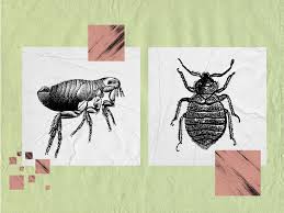 Image result for flea bite