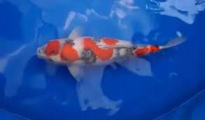 Karena oksigen dibutuhkan ikan koi untuk membantu proses pencernaan. Gambar Ikan Koi Termahal Di Dunia Yang Pernah Ada Ikankoi Org
