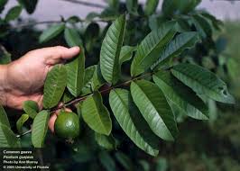 Image result for Psidium guajava