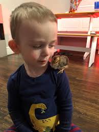 Can you feed the flock a hen that has passed?