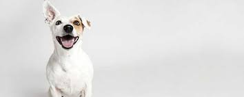 Can i get pet meds at cvs? Can You Buy Bravecto Without Vet Prescription World Pet Express