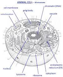 Use the colors indicated in the box. Animal Cell Labeled Miss Jackson Science 7