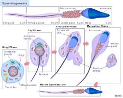 We did not find results for: Makalah Spermatogenesis Dan Oogenesis