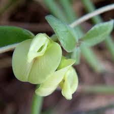 Image result for Macrotyloma axillare