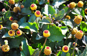 Image result for Craspedorhachis