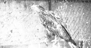 Birds Of Prey In Georgia Bird Of Prey At The Grant Park Zoo 1937 Atlanta Zoo Grant Park Zoo