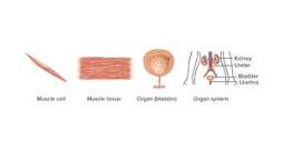 Image result for b. describe how cells, tissues, organs, and organ systems are related to each other course hero.