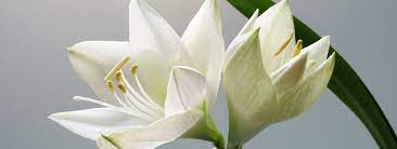 Maybe you would like to learn more about one of these? Funeral Flower Meanings Meaning Behind Flower Colors