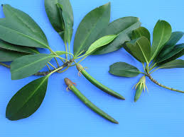 Image result for Bruguiera