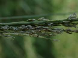 Image result for Sporobolus pyramidalis