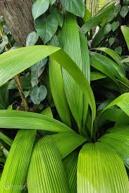 Image result for Molineria