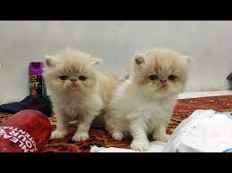 Pada umumnya harga kucing yang memang masih produktif akan lebih mahal lagi ketimbang kucing yang sudah tua dan masih anakan. Pin Di Cats