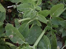 Image result for Zaleya