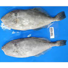 Leatherjacket Fish Glocal Enterprises
