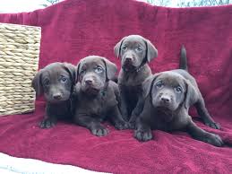 Ruffwood labs breeds and sells akc registered british labrador retrievers. Bama Labs Selling Labrador Retrievers Breeding Labrador Retrievers