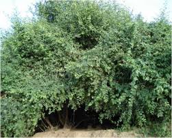 Image result for Capparis sepiaria