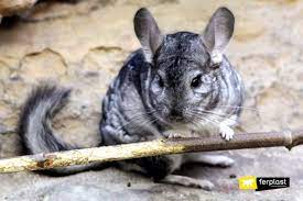 Cost of the dust bath container: How Much Does It Cost To Keep A Chinchilla Initial And Variable Costs