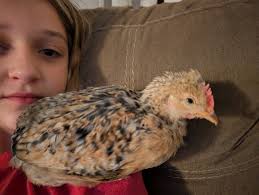 Looking for chicken farmer with rhode island reds, buff orpington, or  silkie pullets near Hockessin, DE?