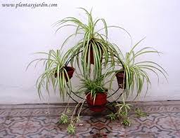 Lazo De Amor Cinta O Malamadre Chlorophytum Comosum Jardin De Flores Lazo De Amor Planta Plantas Interiores
