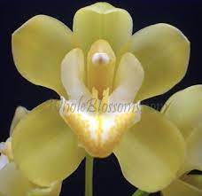 Pin On My Dream Flower Garden