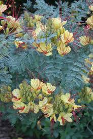 Image result for Erythrostemon gilliesii